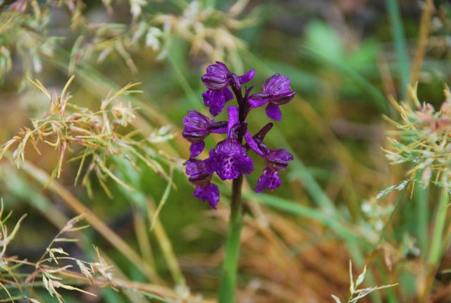 Orchis morio ?